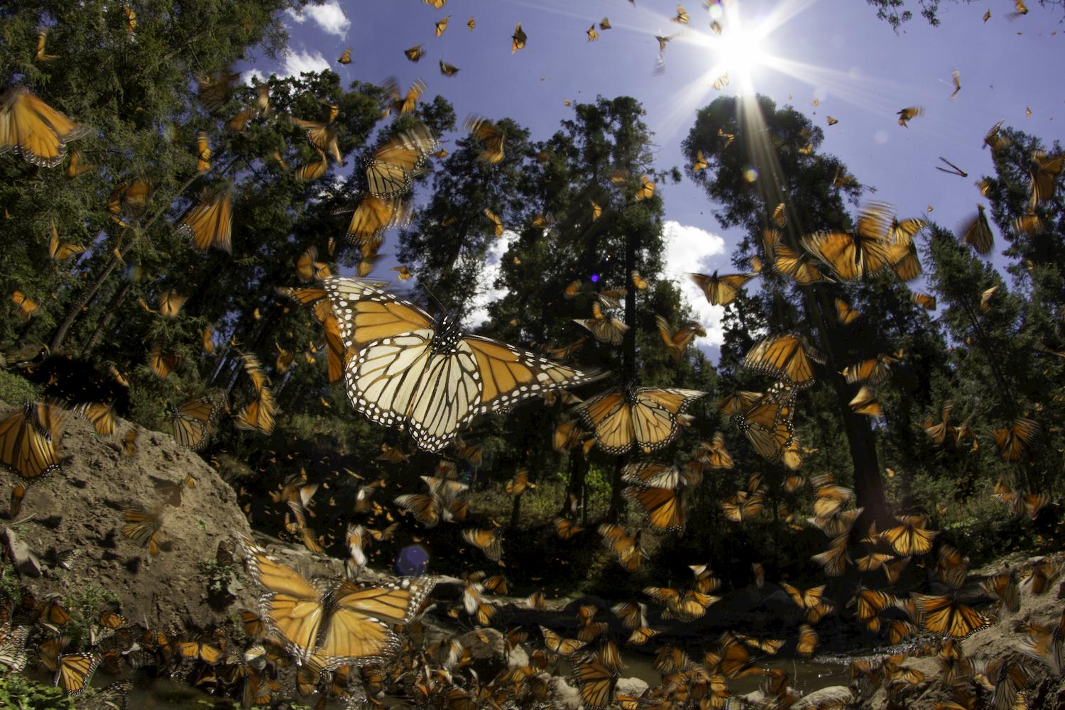 Picale Mx Santuarios De La Mariposa Monarca Que Debes Visitar