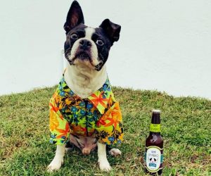 KHUSH RAHO: LA CERVEZA QUERETANA QUE AYUDA A PERROS EN SITUACIÓN DE CALLE
