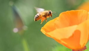 LAS ABEJAS SON DECLARADAS EL SER VIVO MÁS IMPORTANTE DEL PLANETA