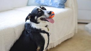HASTA TRES MIL PESOS MENSUALES CUESTA TENER UNA MASCOTA
