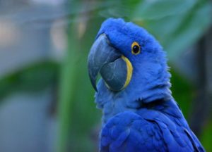 Guacamayos azules ¿aún queda uno?