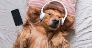 Música para tu mascota