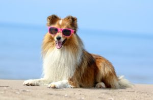 Cómo cuidar a tu mascota del calor