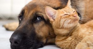 Habrá una mega jornada de esterilización de mascotas en Querétaro