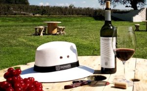 VIÑEDO DONATO REALIZARÁ SU FIESTA DE LA VENDIMIA