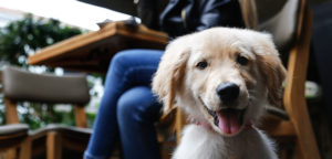 CAFÉS “PET FRIENDLY” EN QUERÉTARO