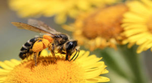 POR QUÉ NO MATAR A LAS ABEJAS