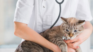 ¿QUIERES ESTERILIZAR A TU GATO? CHECA ESTA PROMOCIÓN 2X1 EN CORREGIDORA