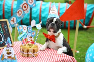 IDEAS PARA CELEBRAR EL CUMPLEAÑOS DE TU PERRO
