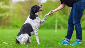 TRUCOS FÁCILES PARA ADIESTRAR A TU PERRO