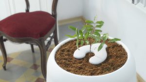 CONVIERTETE EN UN ÁRBOL DESPUES DE MORIR, AQUÍ TE DECIMOS CÓMO