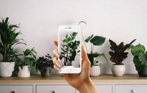 ¿AMANTE DE LAS PLANTAS? ESTA FUNCIÓN DEL IPHONE TE INTERESA