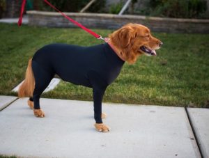 LANZAN TRAJE ANTI-PELO PARA PERRO ¿LO COMPRARÍAS?