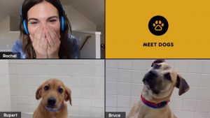 ¡ATENCIÓN! HOY PUEDES ADOPTAR PERRITOS VÍA ZOOM