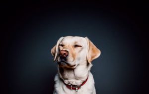 ¿AMAS LOS PERROS? LLEGA LA EXPO CANINA QUERÉTARO 2022