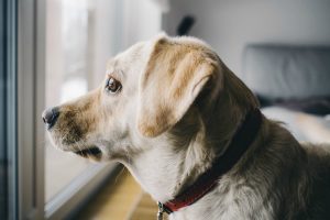 ¿CÓMO CUIDAR A TUS MASCOTAS DURANTE LA CUARENTENA?