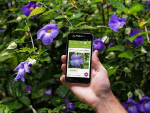 ESTA APP TE DICE TODO SOBRE UNA PLANTA SÓLO CON UNA FOTO