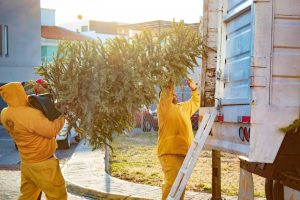 AQUÍ PUEDES DEJAR TU ÁRBOL DE NAVIDAD NATURAL CUANDO ACABEN LAS FIESTAS