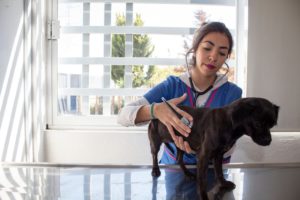 TE DECIMOS DÓNDE VACUNAR, DESPARACITAR O ESTERILIZAR A TU MASCOTA A BAJO COSTO
