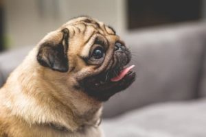 CUIDADOS Y RECOMENDACIONES PARA EL CUIDADO DE UN PERRO PUG