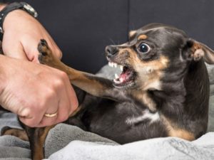 ¿QUÉ HACER SI TE MUERDE UN PERRO?