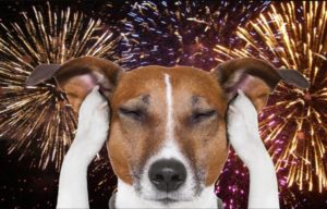 CÓMO PROTEGER A LOS PERROS DE LOS FUEGOS ARTIFICIALES