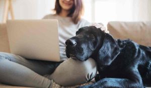 CONSEJOS PARA QUE TU MASCOTA PASE UNA BUENA CUARENTENA