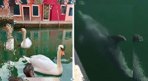 ¿CISNES Y DELFINES EN LOS CANALES DE VENECIA? TODO FUE FALSO