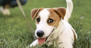 POR PRIMERA VEZ EL ESTADIO CORREGIDORA TENDRÁ UNA ZONA PET FRIENDLY