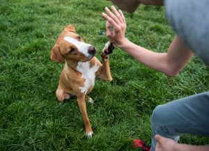 TIPS PARA ENTRENAR A TU PERRO
