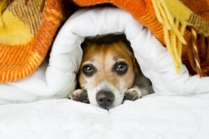 ¿CÓMO PROTEGER A TU PERRO DEL FRÍO?