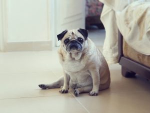 CONOCE CUÁL ES EL PESO IDEAL DE TU PERRO Y EVITA ESOS KILOS DE MÁS