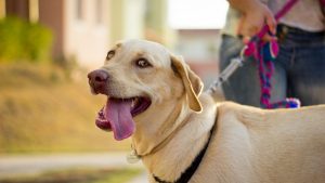 MULTAS POR NO PASEAR A TUS MASCOTAS: LA PRIMERA LEY QUE RECONOCE LA SENSIBILIDAD ANIMAL
