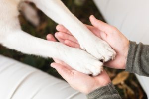 ¿POR QUÉ LAS PATITAS DE TU PERRO HUELEN A CHEETOS?