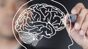 TENEMOS TRES CEREBROS Y ASÍ ES COMO FUNCIONA CADA UNO