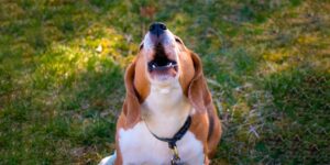 10 RAZONES POR LAS CUALES TU PERRO AÚLLA