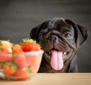 LAS FRUTAS Y VERDURAS QUE TU PERRO PUEDE COMER SIN PROBLEMA