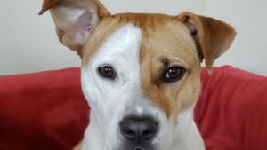 ¡APLAUSOS! PROHÍBEN CORTAR COLA Y OREJAS A MASCOTAS EN TAMAULIPAS