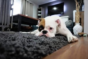 SPOTIFY LANZA PLAYLIST PARA MASCOTAS QUE SE QUEDAN SOLAS EN CASA